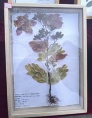 图示, 示意图&#10;&#10;中度可信度描述已自动生成:ver1